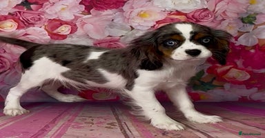 Cavalier King Charles Spaniel dogs - Advert 8