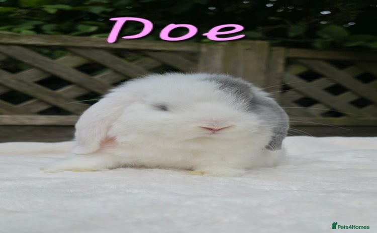 Mini Lop rabbits in Huntingdon - Advert 1