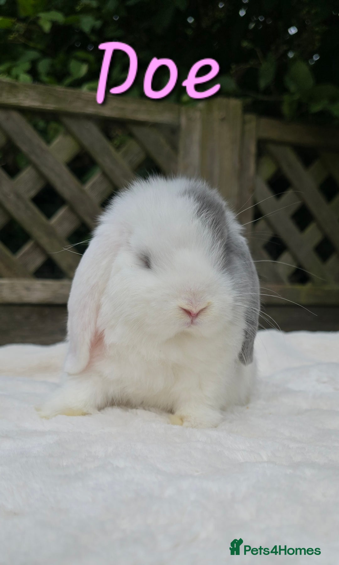 Mini Lop rabbits for sale: Beautiful mini lops girls and boys in Huntingdon - Image 1