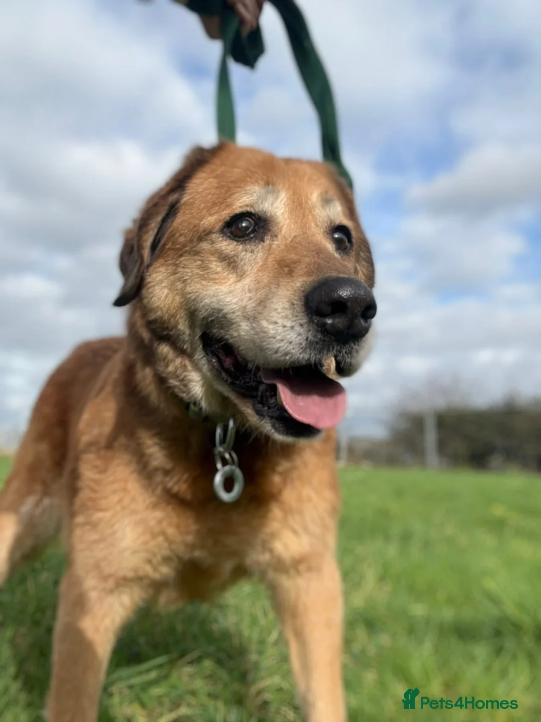 Mixed Breed dogs for adoption: Serghei - Badersfield Norwich  in Norwich - Advert 5