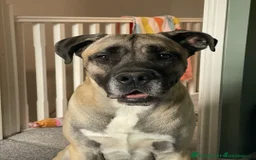 Mastiff dogs for sale: Mastiff looking for his forever home  - Image 3