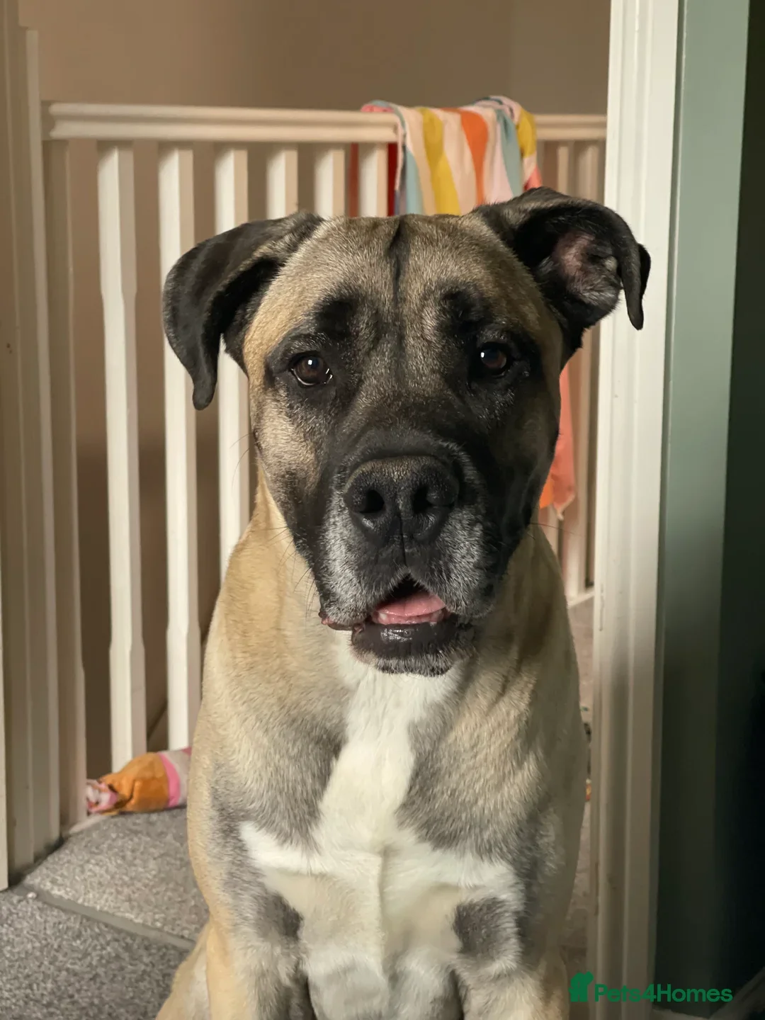 Mastiff dogs for sale: Mastiff looking for his forever home  - Image 3