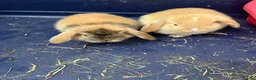 Mini Lop rabbits for sale: Gorgeous Mini Lop Bunnies - Advert 5