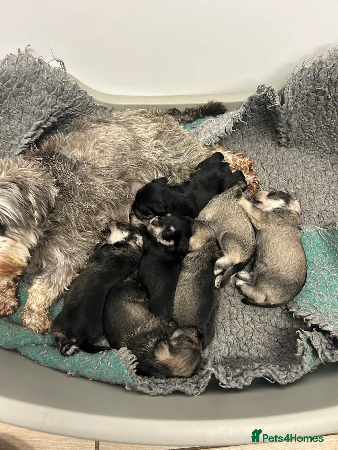 Miniature Schnauzer dogs for sale: Mini Schnauzer  - Advert 1
