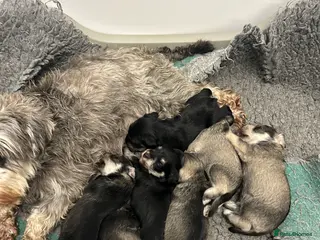 Miniature Schnauzer dogs Mini Schnauzer - Advert 1