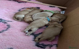 Cocker Spaniel dogs for sale: Working Cocker spaniel puppies - Image 1