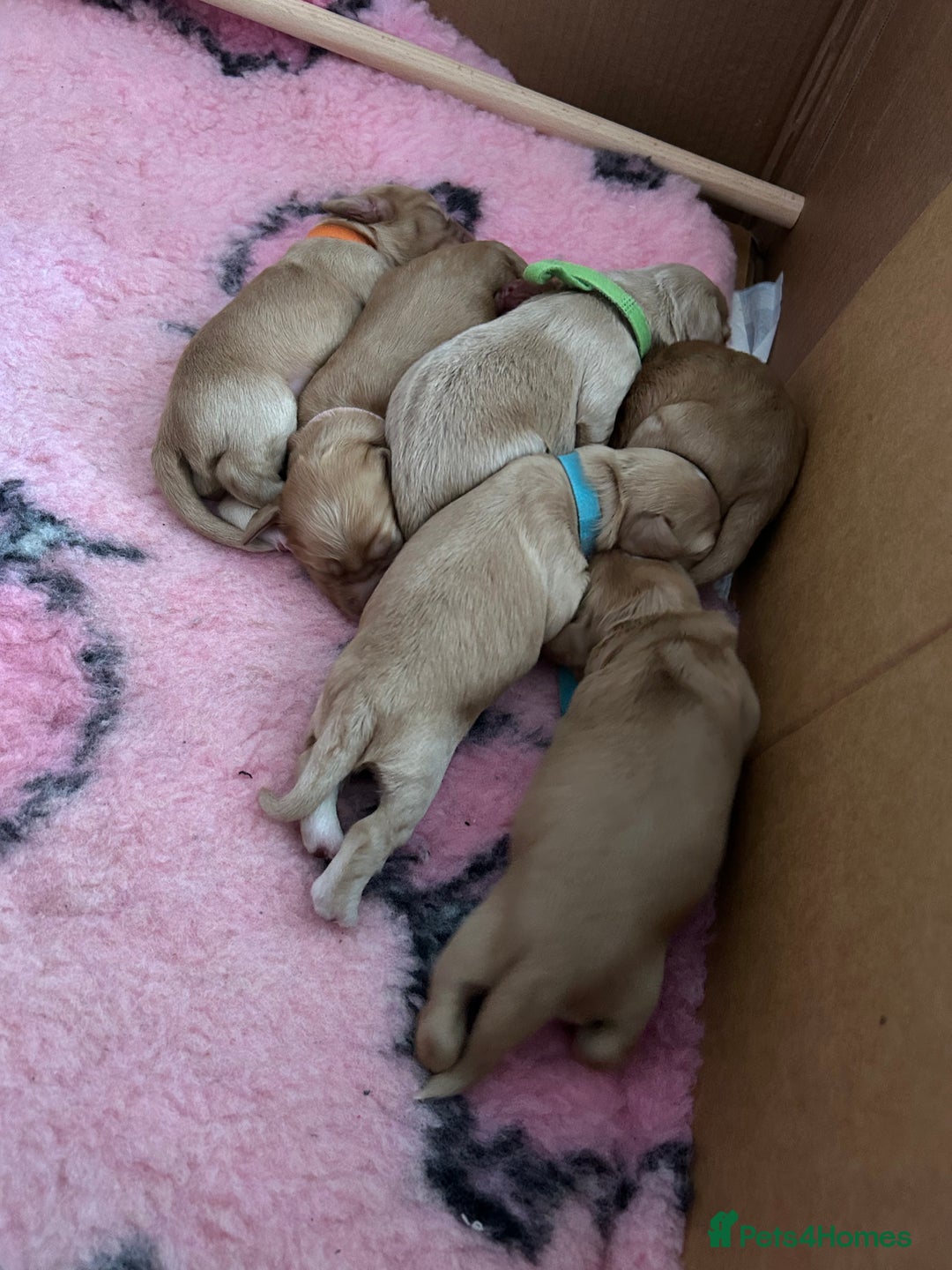 Cocker Spaniel dogs for sale: Working Cocker spaniel puppies - Image 1