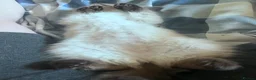 Ragdoll cats for sale: Beautiful, fluffy ragdoll kittens  - Advert 4