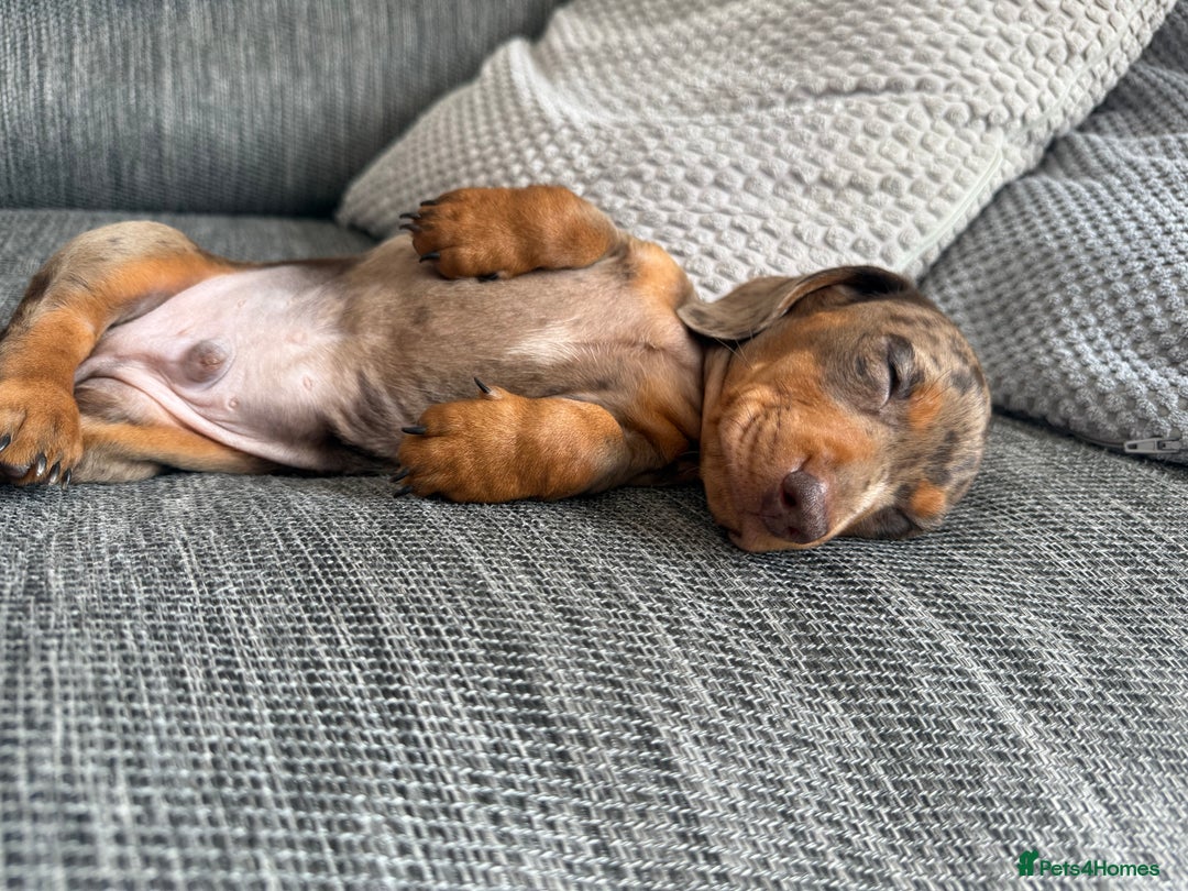 Miniature Dachshund dogs for sale: 11 week old miniature dachshund  - Image 2