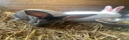 Continental Giant rabbits for sale: Pure Continental Giant rabbits  - Advert 8