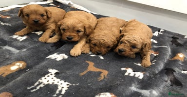 Cavapoo dogs - Advert 1