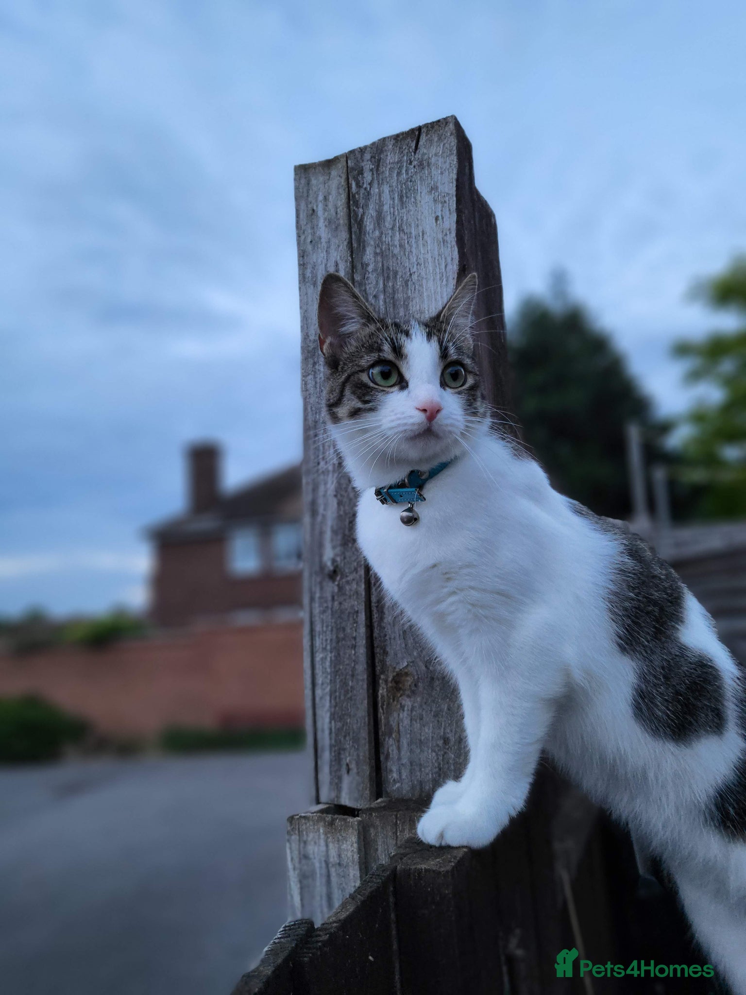Domestic Shorthair cats for sale: Beaux in Wellingborough - Advert 1