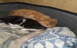 Mixed Breed cats for sale: Male part maincoon kittens - Image 4