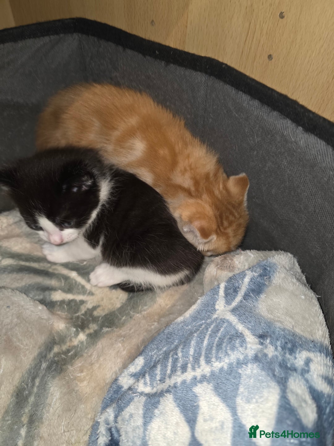 Mixed Breed cats for sale: Male part maincoon kittens - Image 4