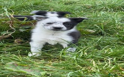 Border Collie dogs for sale: Border collie pups - Image 13