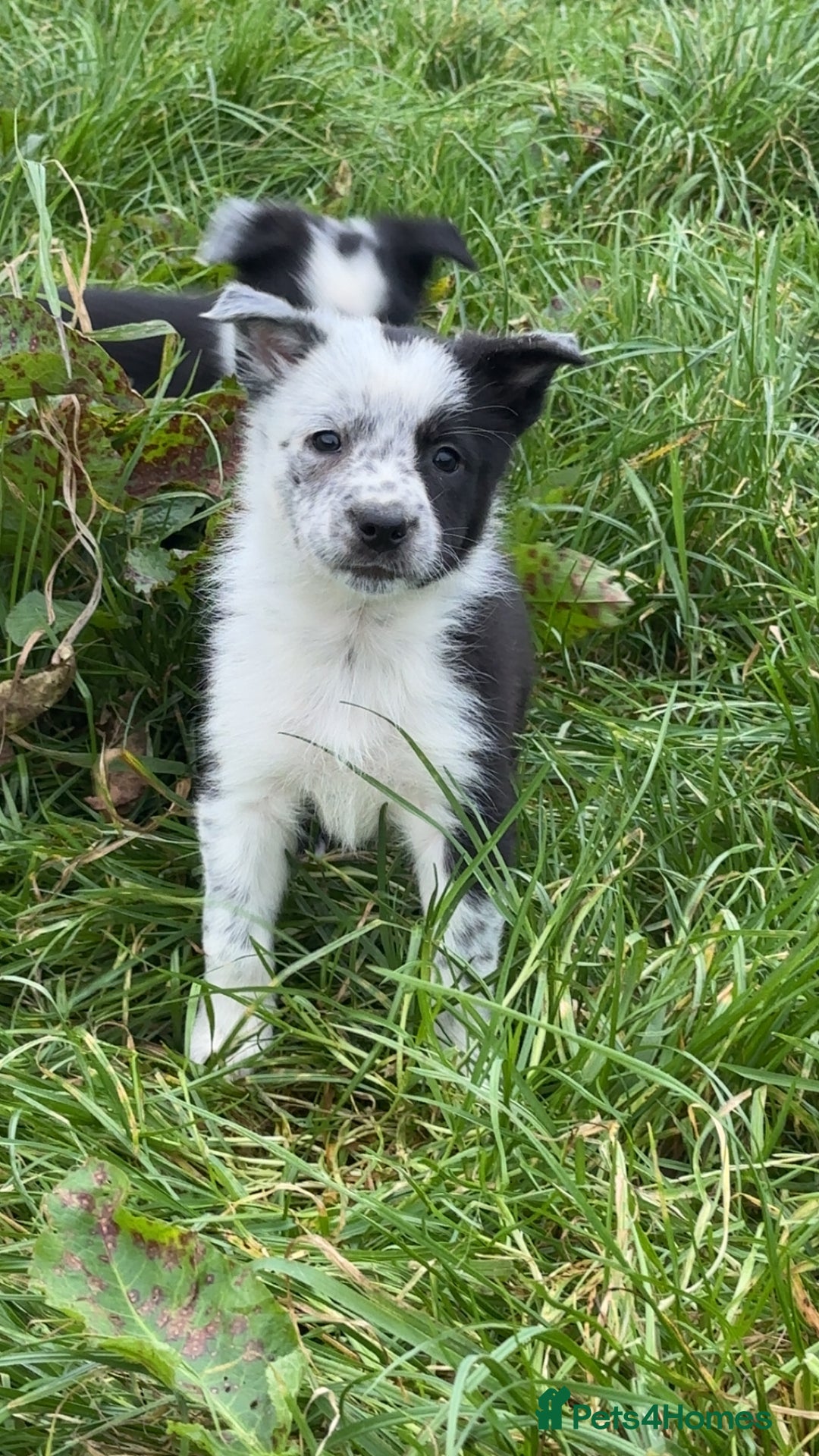 Border Collie dogs for sale: Border collie pups - Image 13