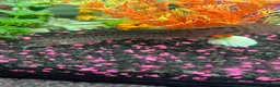 Loaches fish for sale: 2 Dojo Loaches, tank and accessories  in Barnsley - Advert 4