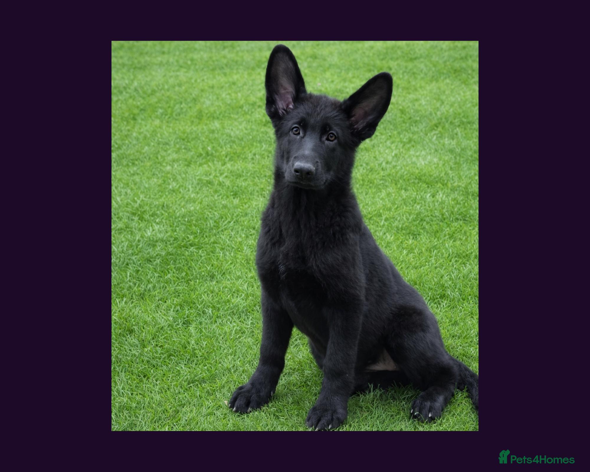 German Shepherd dogs Solid black short coated KC registered Gsp - Advert 8