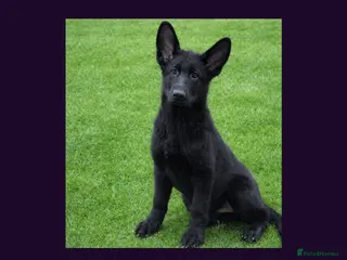 German Shepherd dogs Solid black short coated KC registered Gsp - Advert 8