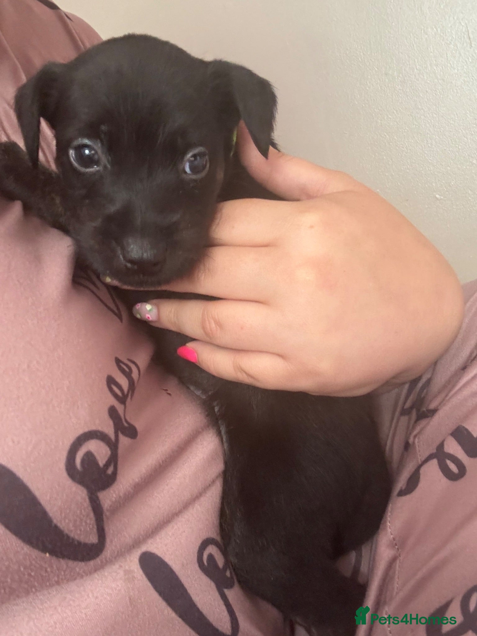 Mixed Breed dogs Patterstaff x Kerry blue terrier pups  - Advert 7