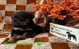 Rottweiler dogs for sale: The best of the best Rottweilers  - Image 7