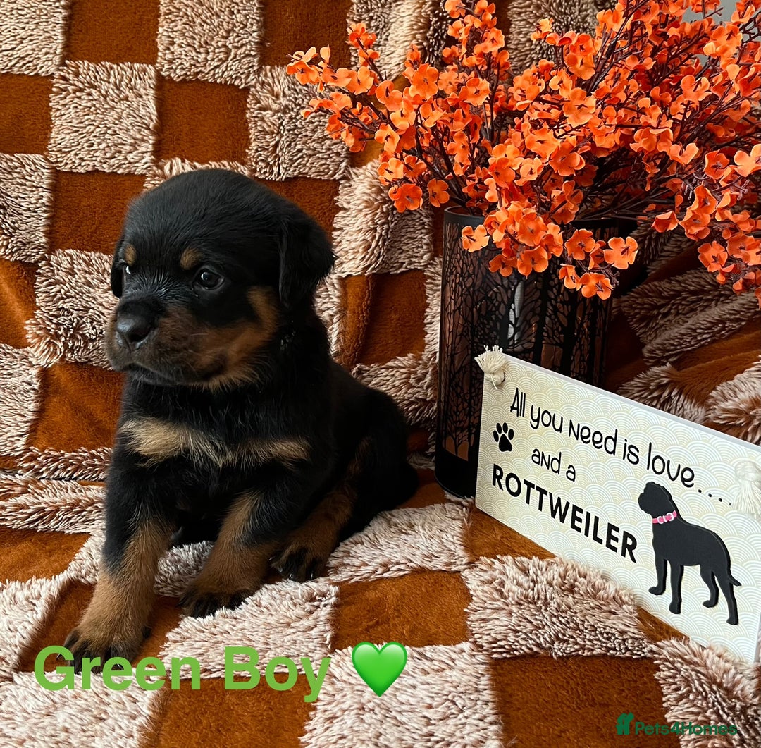Rottweiler dogs for sale: The best of the best Rottweilers  - Image 7