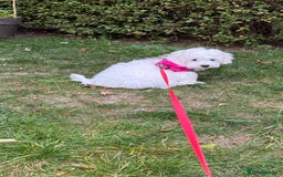 Maltese dogs for sale: Puppy - Image 6