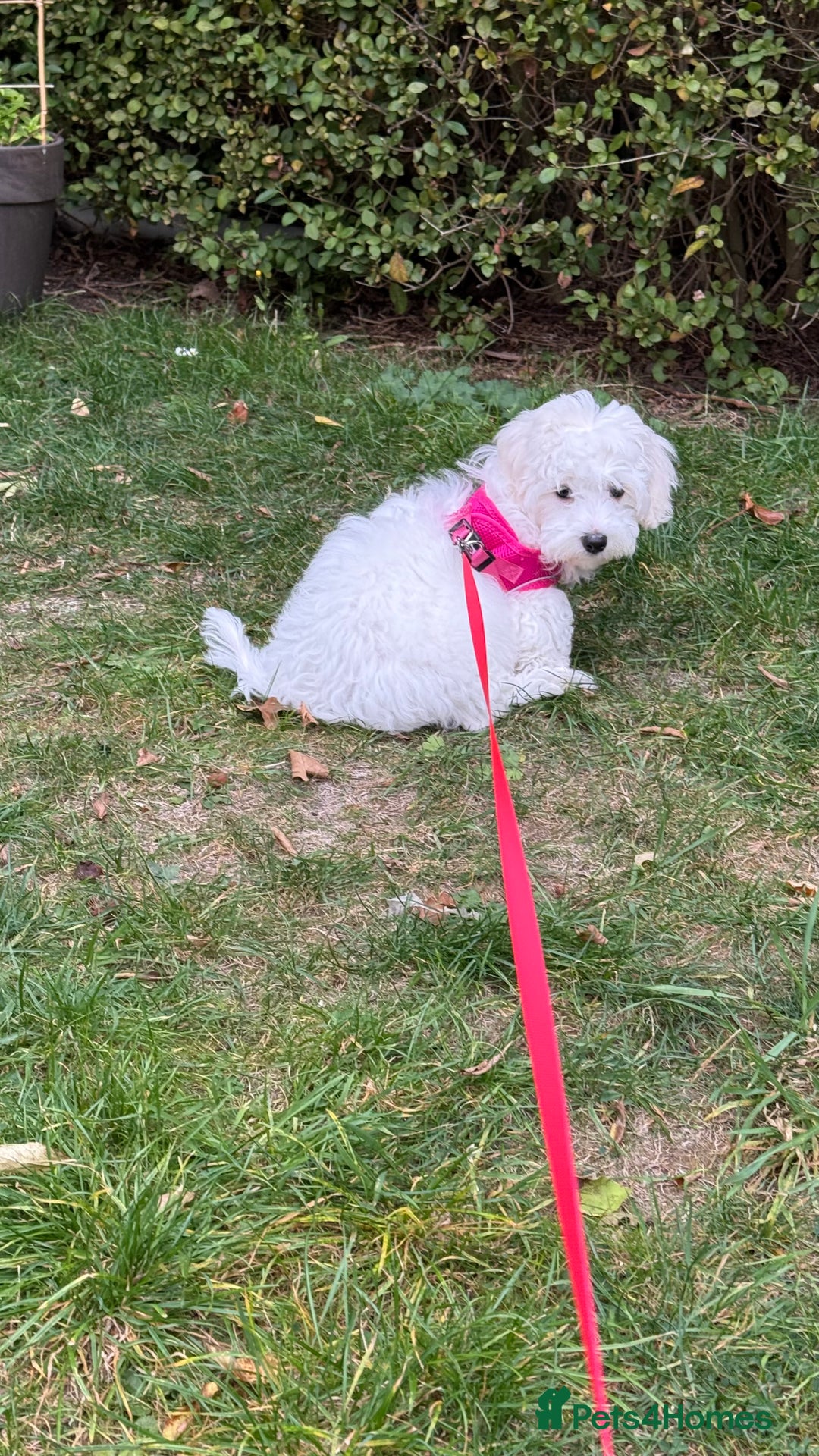 Maltese dogs for sale: Puppy - Image 6