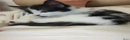 Mixed Breed cats for sale: Kittens - Advert 2
