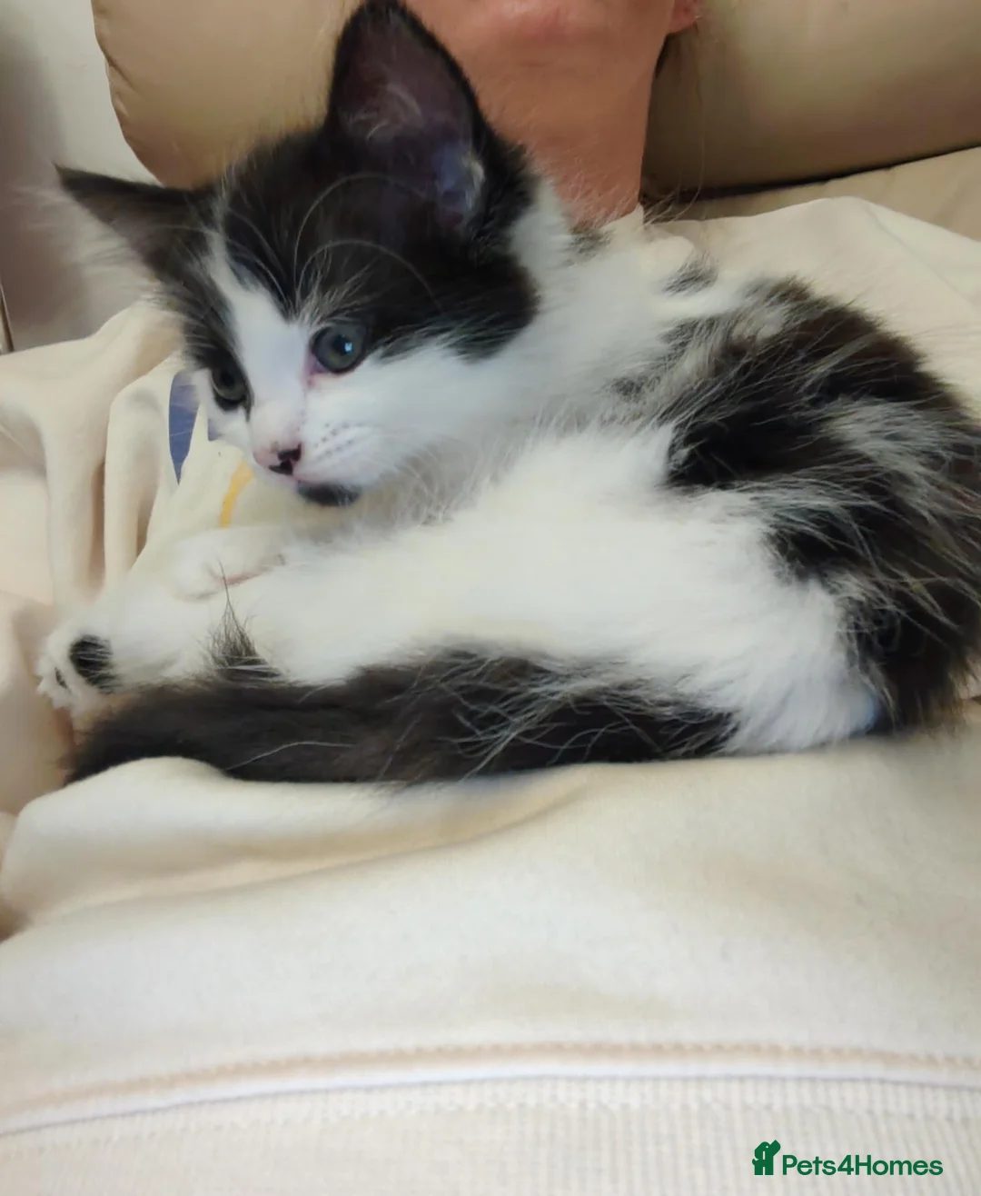 Mixed Breed cats for sale: Kittens - Advert 2