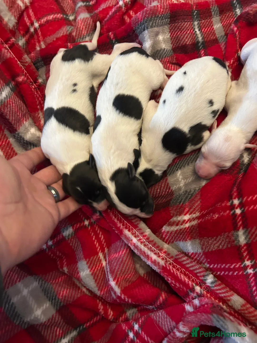 Whippet dogs for sale: Beautiful KC registered whippet puppies  - Advert 5