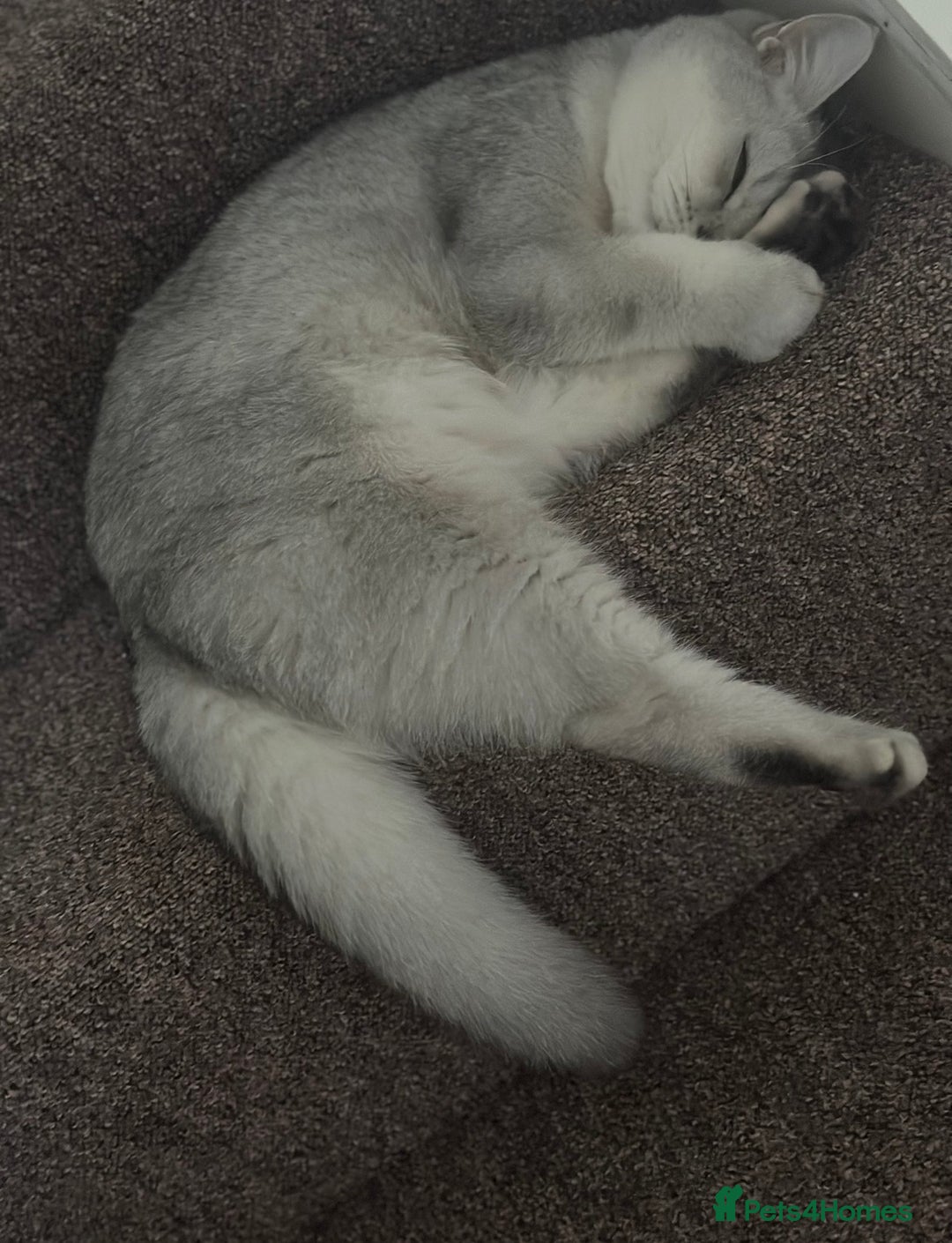 British Shorthair cats for sale: Rare polar-coloured(light silver/blonde)coat - Advert 1