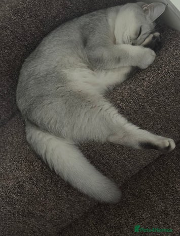 British Shorthair cats Rare polar-coloured(light silver/blonde)coat - Advert 1