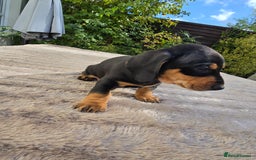 Dachshund dogs for sale: BEAUTIFUL STANDART DACHSHUNDS BABIES READY TO GO!  - Image 6