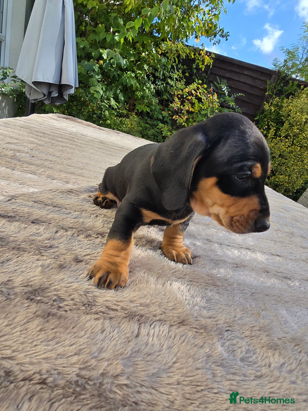 Dachshund dogs for sale: BEAUTIFUL STANDART DACHSHUNDS BABIES READY TO GO!  - Image 6