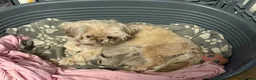 Shih Tzu dogs for sale: Two Shih Tzu girl pups  - Advert 10