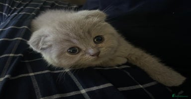 Scottish Fold cats Very Friendly Kittens, Pedigree Scottish Fold  - Advert 9