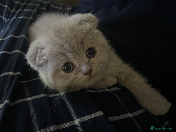 Scottish Fold cats - Advert 1