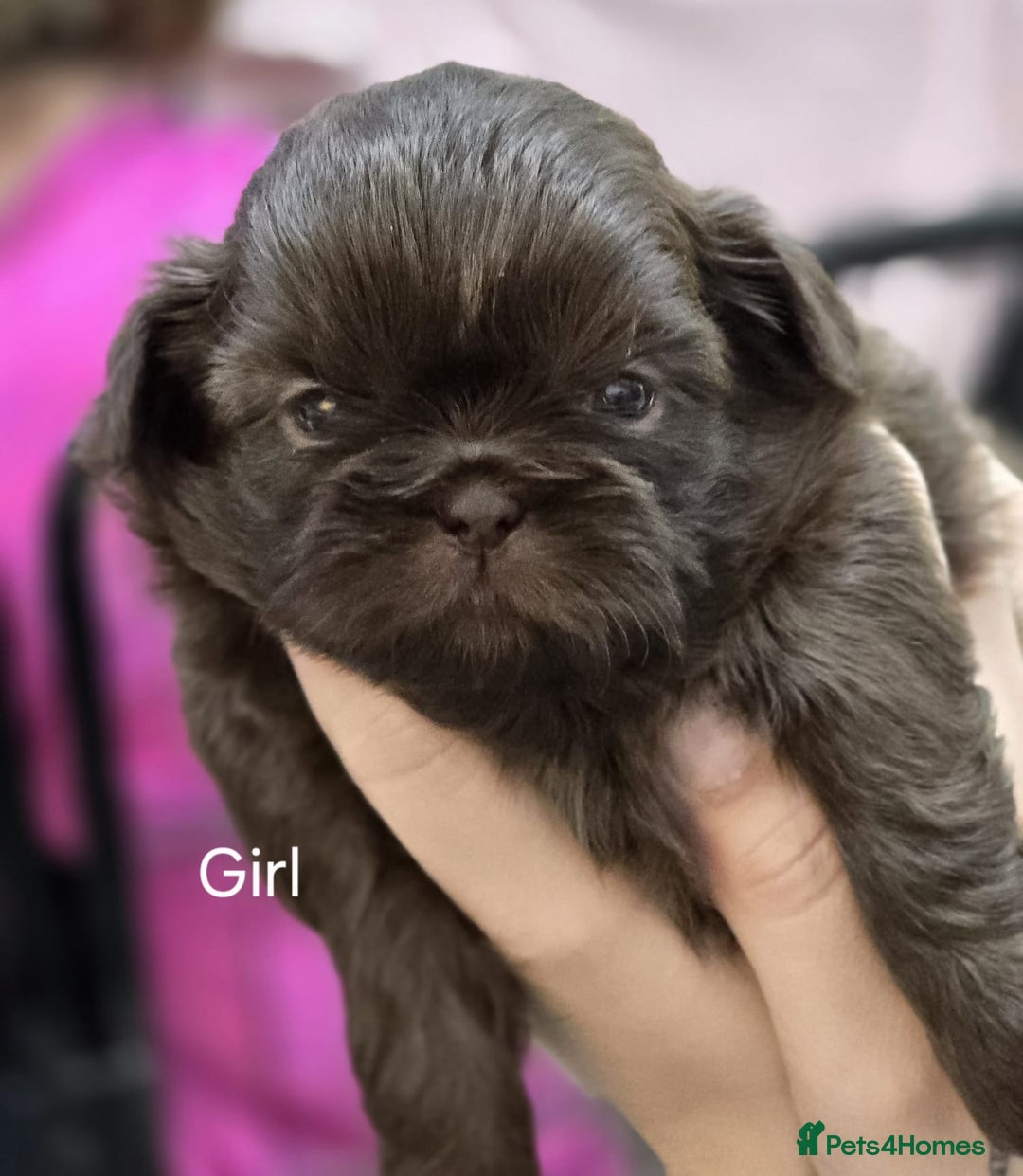 Shih Tzu dogs for sale: 3 chocolate imperial shih tzu pups - Advert 4