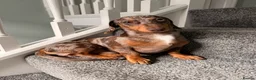 Miniature Dachshund dogs for sale: 2 MINIATURE DACHSHUND FOR REHOMING - Advert 10
