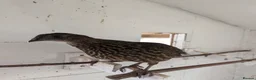 Mixed Breed birds for sale: Temminck's Tragopans Males and Females pheasant - Advert 5