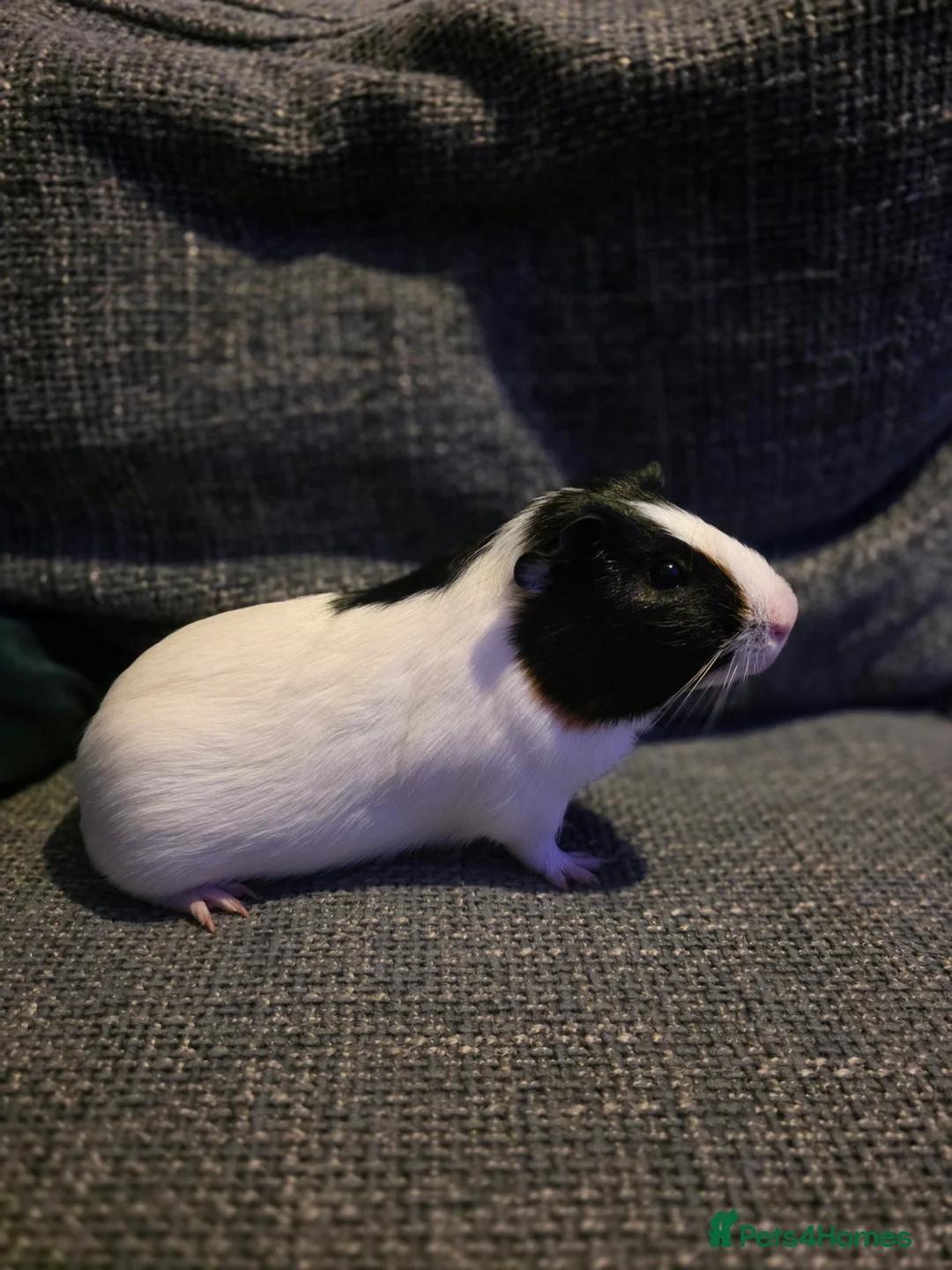 Guinea Pig rodents for sale: Boar/male guinea pigs in Weymouth - Advert 2