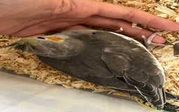 Cockatiels birds for sale: Male cockatiels young  - Image 5