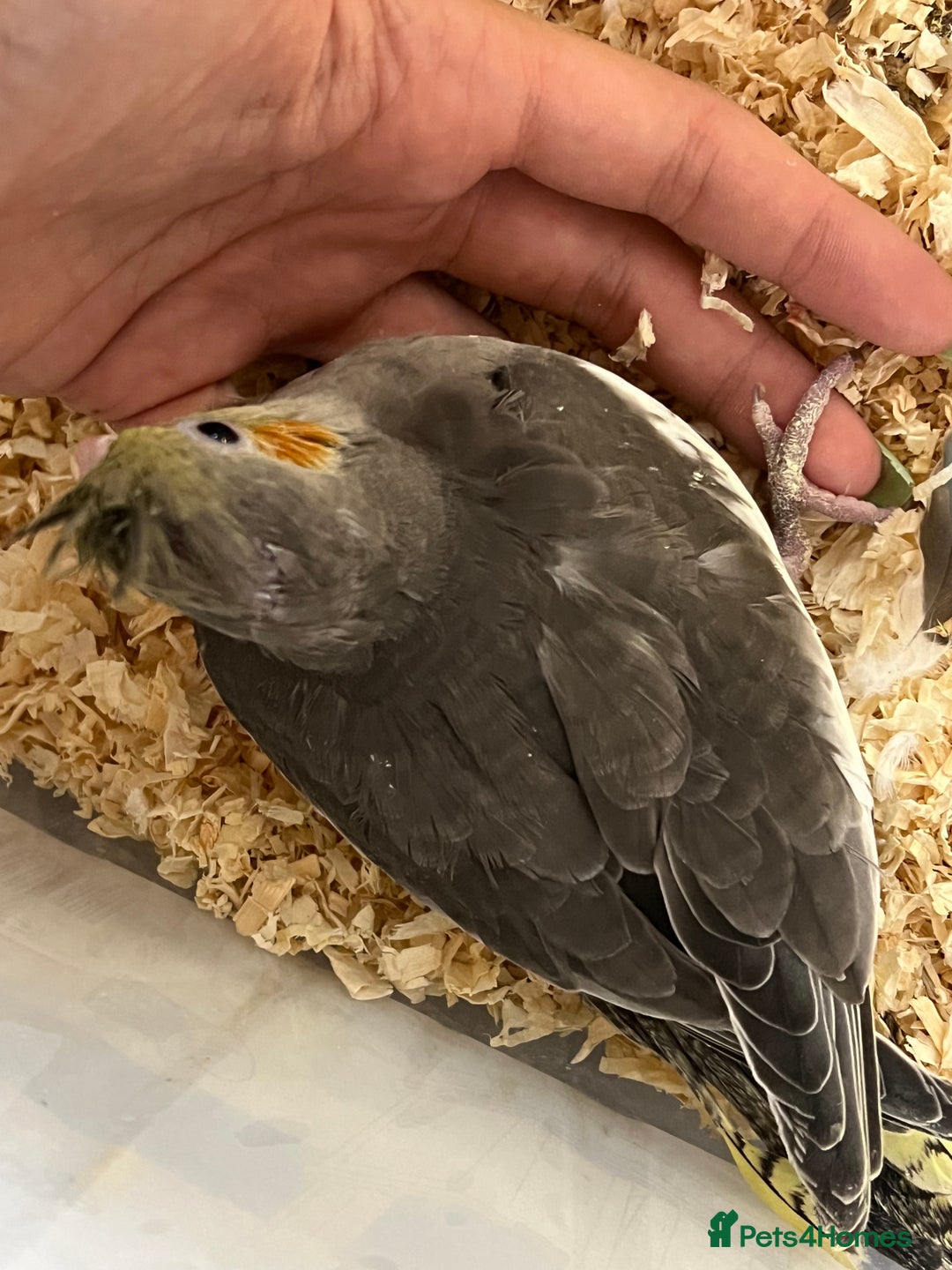 Cockatiels birds for sale: Male cockatiels young  - Image 5