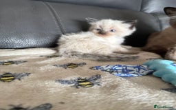Ragdoll cats for sale: Our little snow babies ragdoll kittens  - Image 31