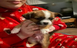 Mixed Breed dogs for sale: Very adorable Shih tzu for sale , 2 boys and 1girl - Advert 2