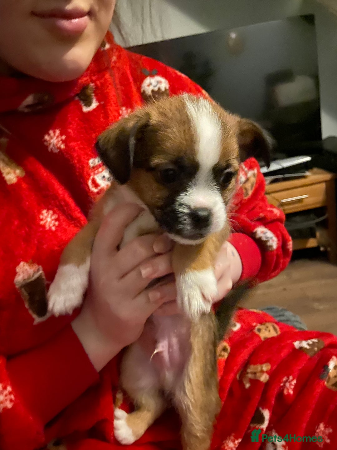 Mixed Breed dogs for sale: Very adorable Shih tzu for sale , 2 boys and 1girl - Advert 2