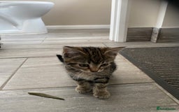 British Shorthair cats for sale: Beautiful, playful kittens  - Image 6