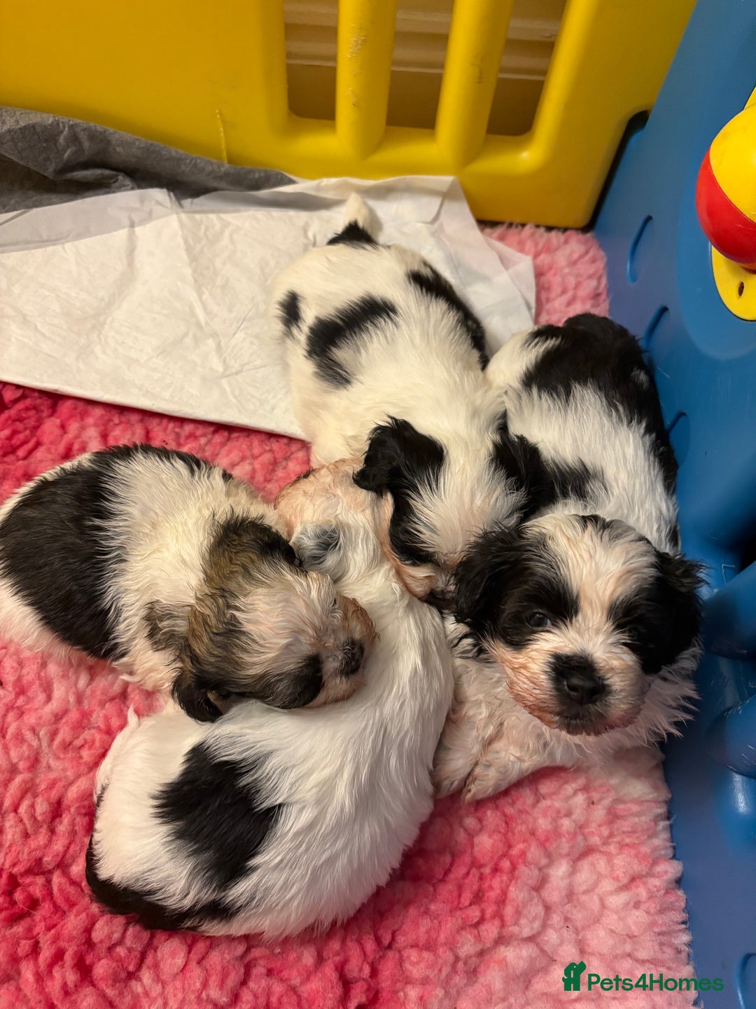 Shihpoo dogs for sale: Shih poo  - Advert 2