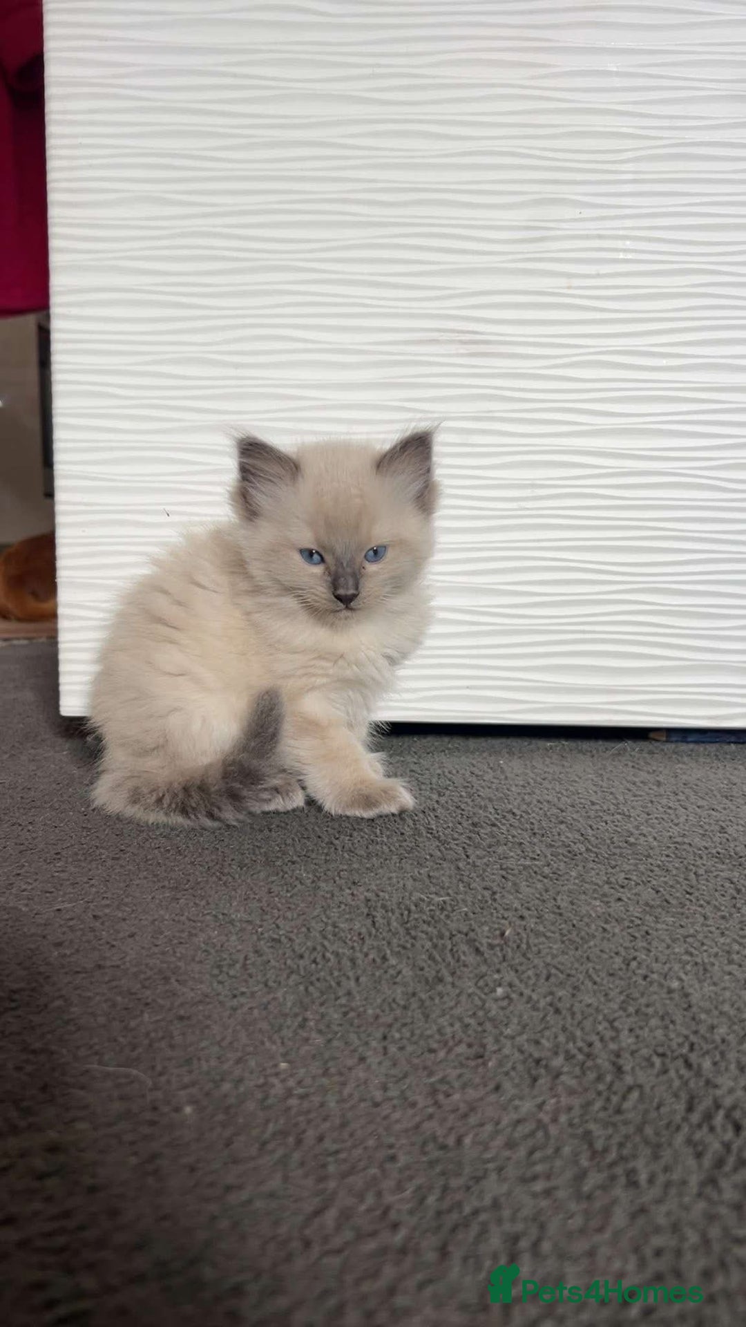 Ragdoll cats for sale: Ragdoll kittens for sale - Image 8
